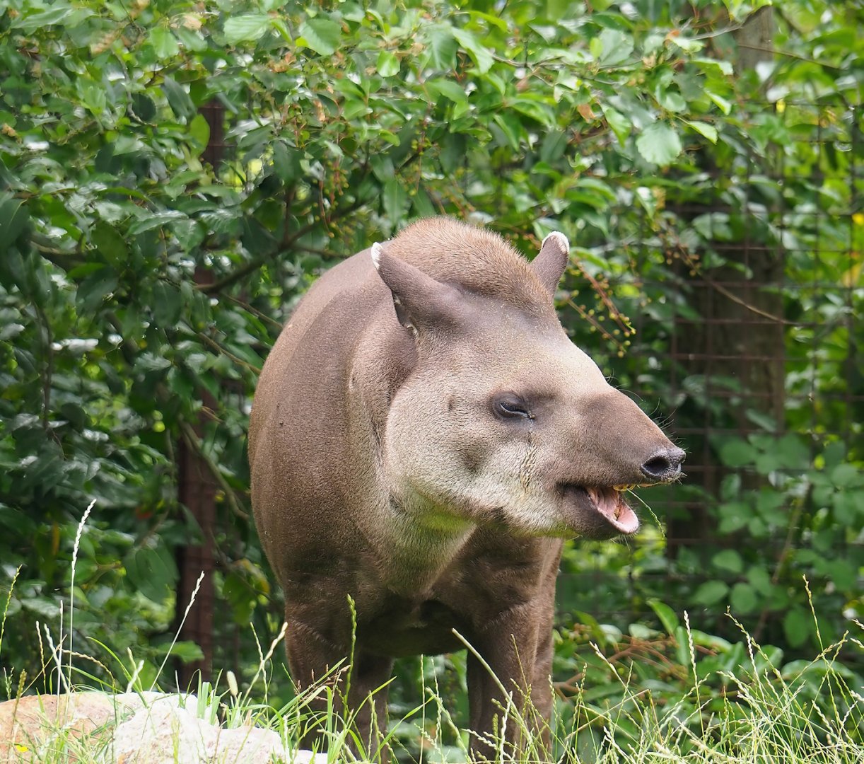 Lowland tapir (Tapirus terrestris), 2023-07-18