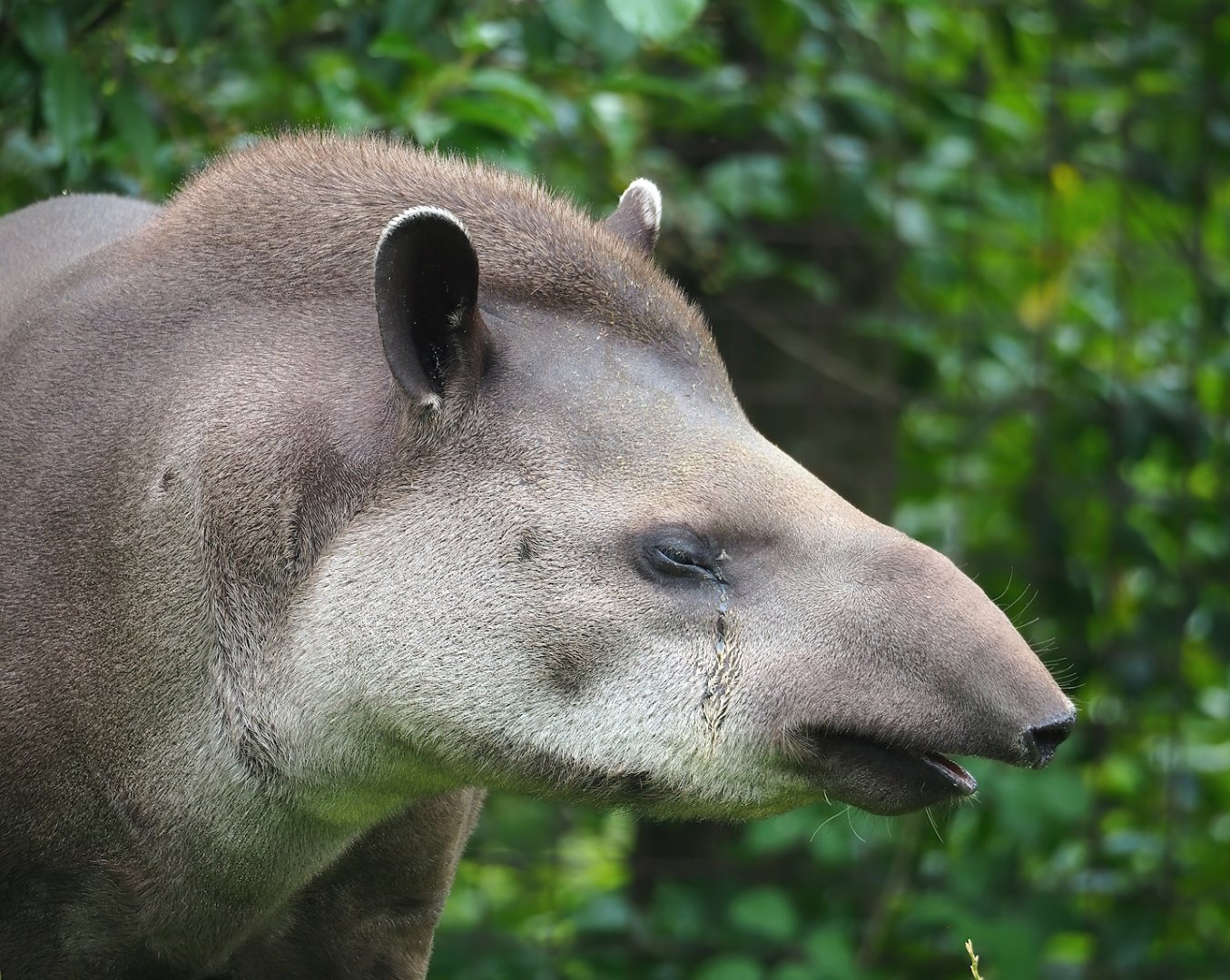 Lowland tapir (Tapirus terrestris), 2023-07-18