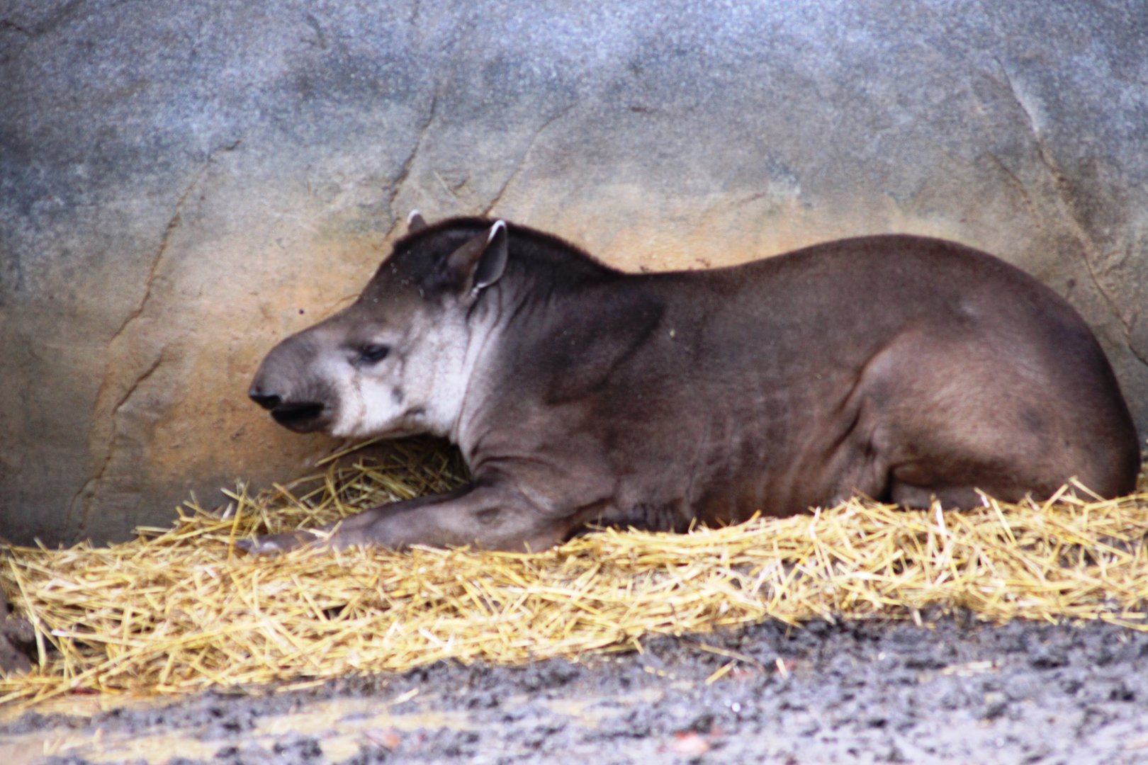 Lowland tapir (Tapirus terrestris) at Paris zoological park 25th November 2018