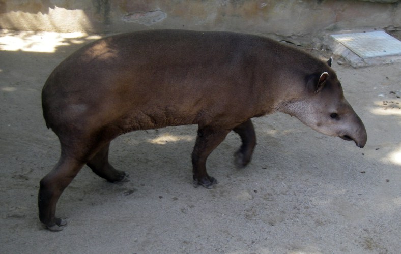 Lowland Tapir (Tapirus terrestris)