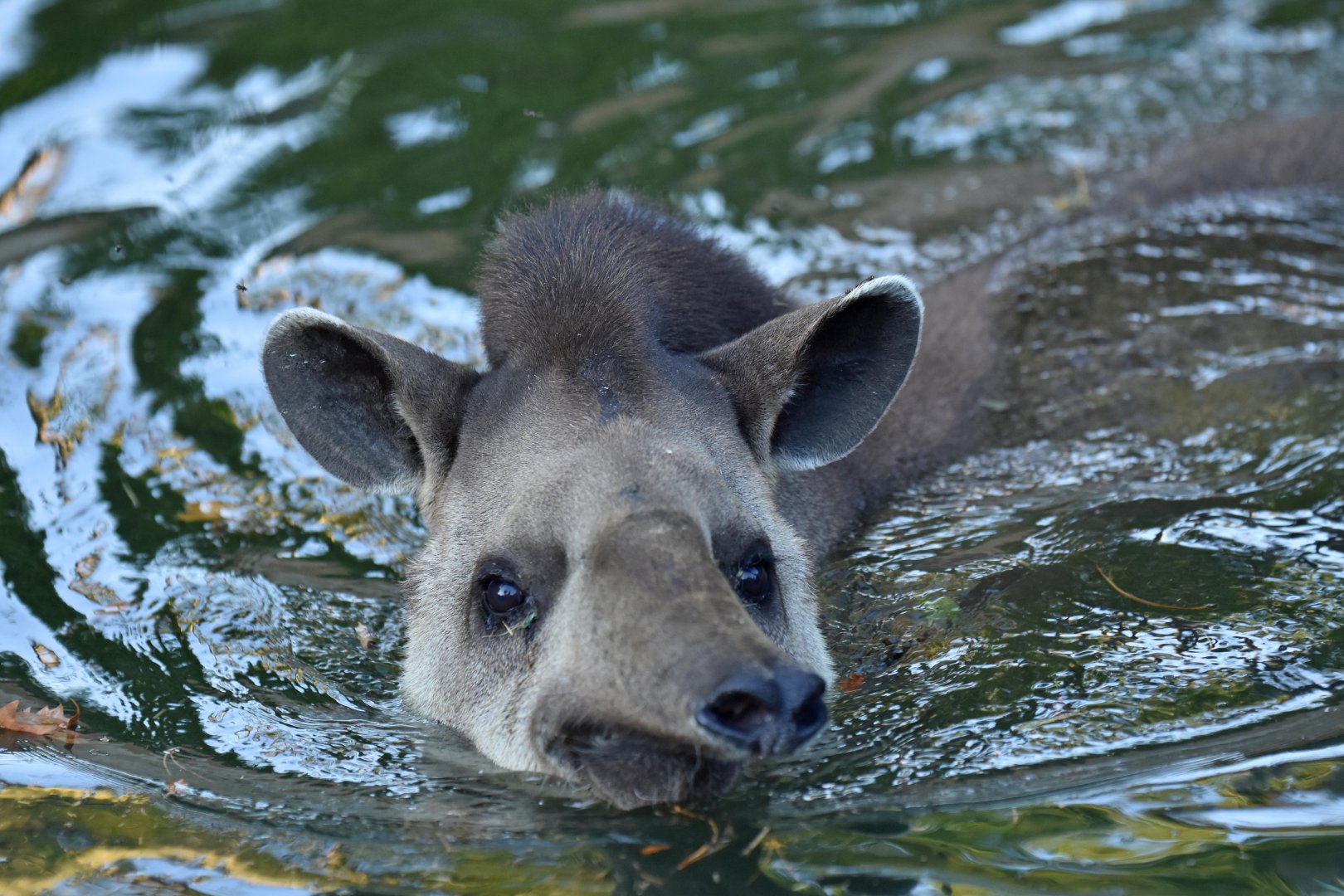 Lowland tapir (Tapirus terrestris)