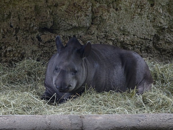 Lowland tapir (Tapirus terrestris)