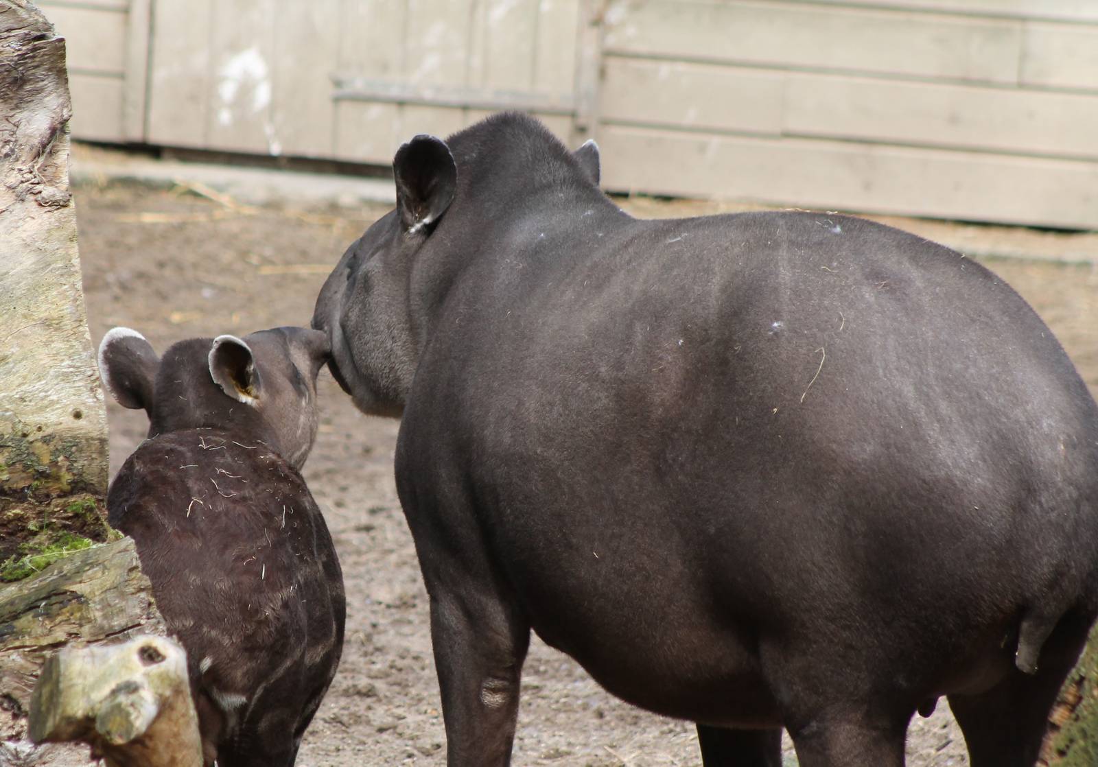 Lowland tapir with baby