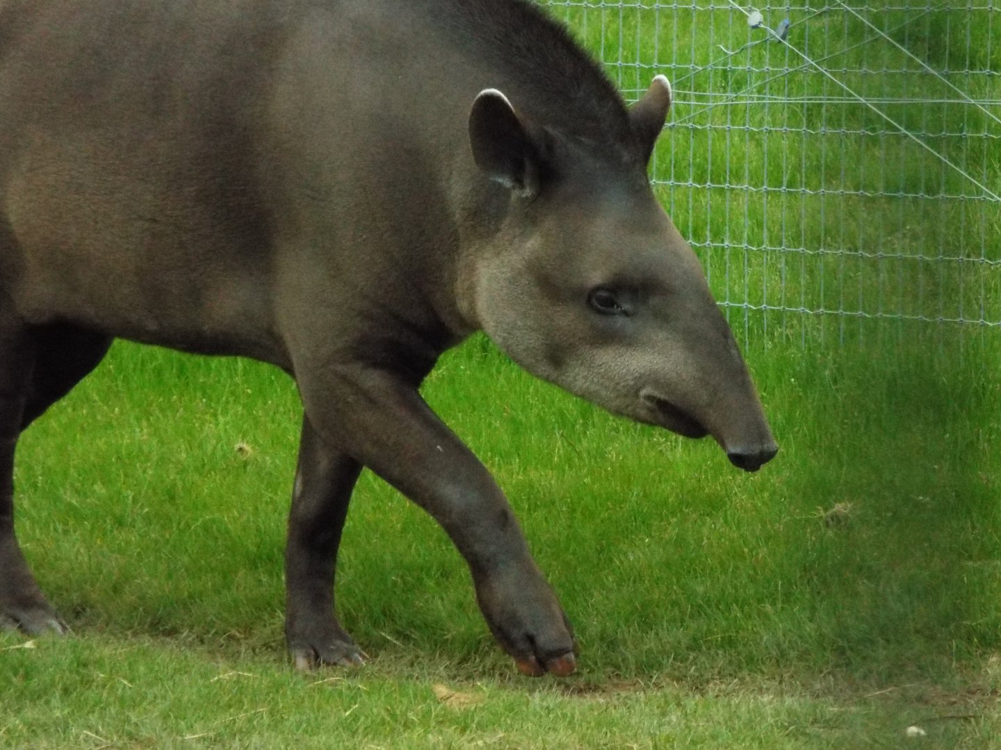 Lowland Tapir - YWP