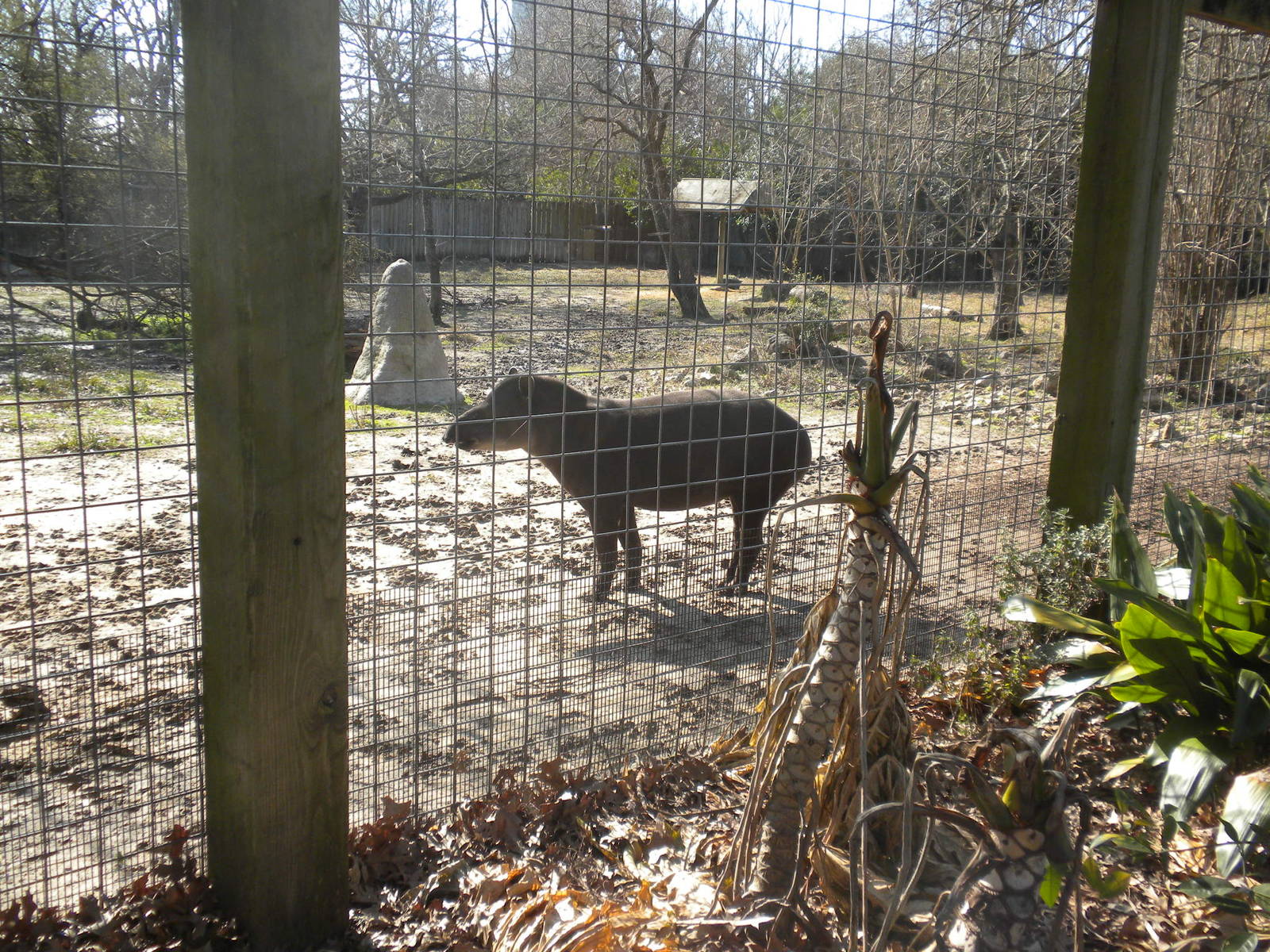 Lowland Tapir
