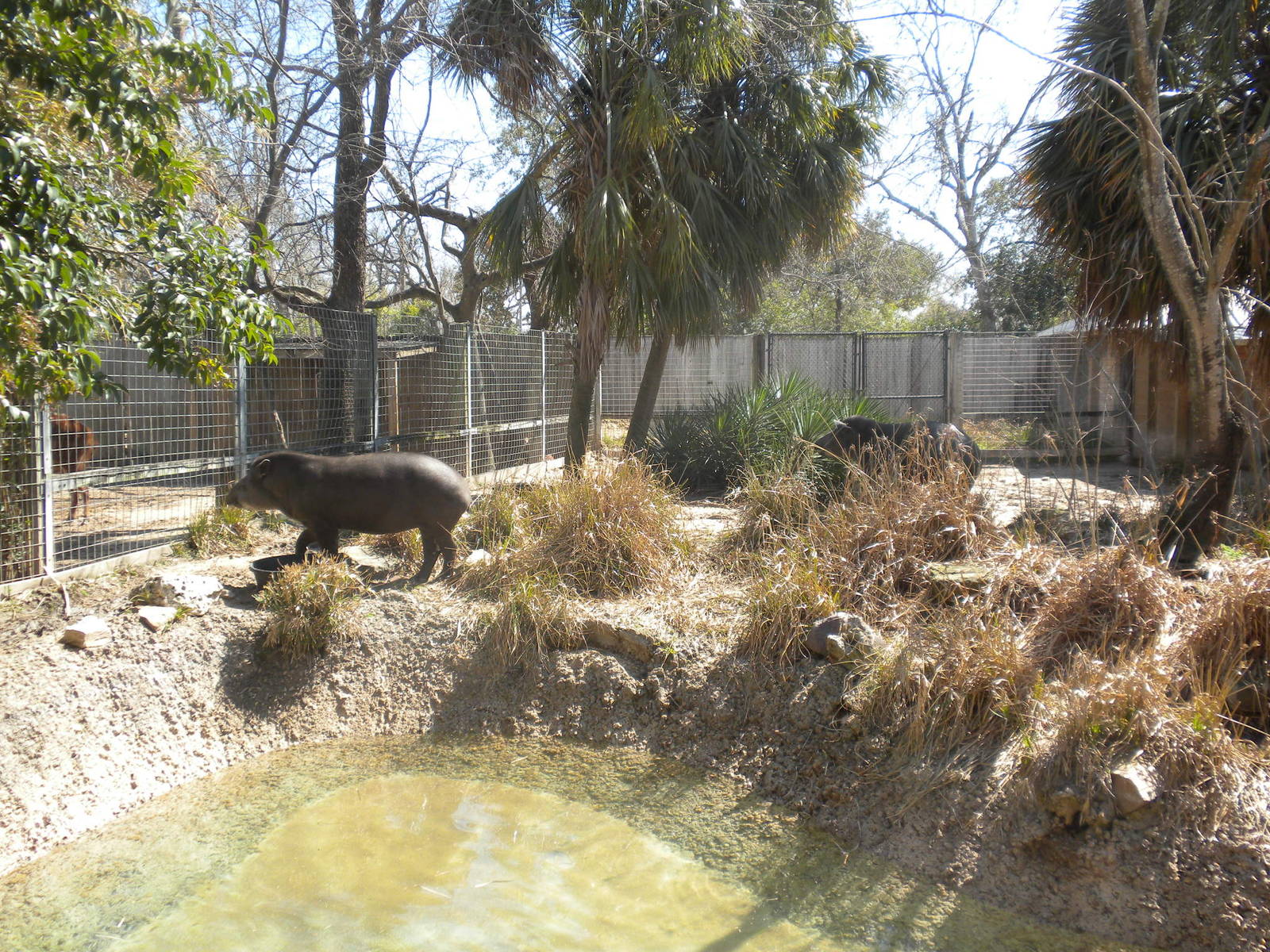 Lowland Tapir