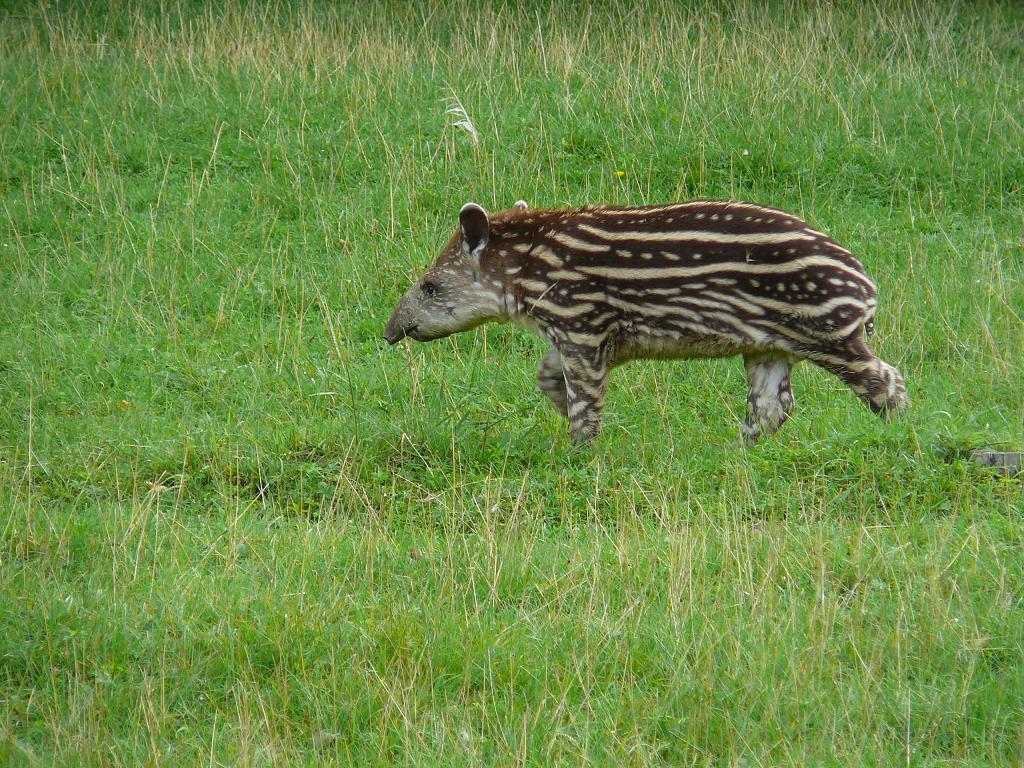 Lowland Tapir
