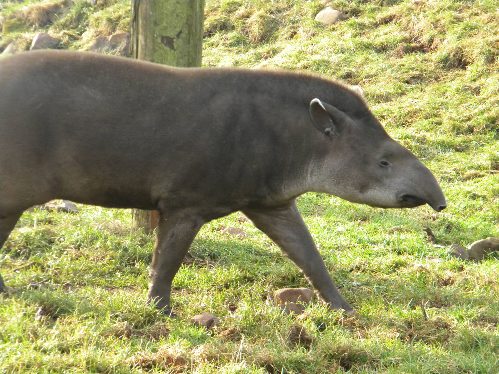 Lowland Tapir.