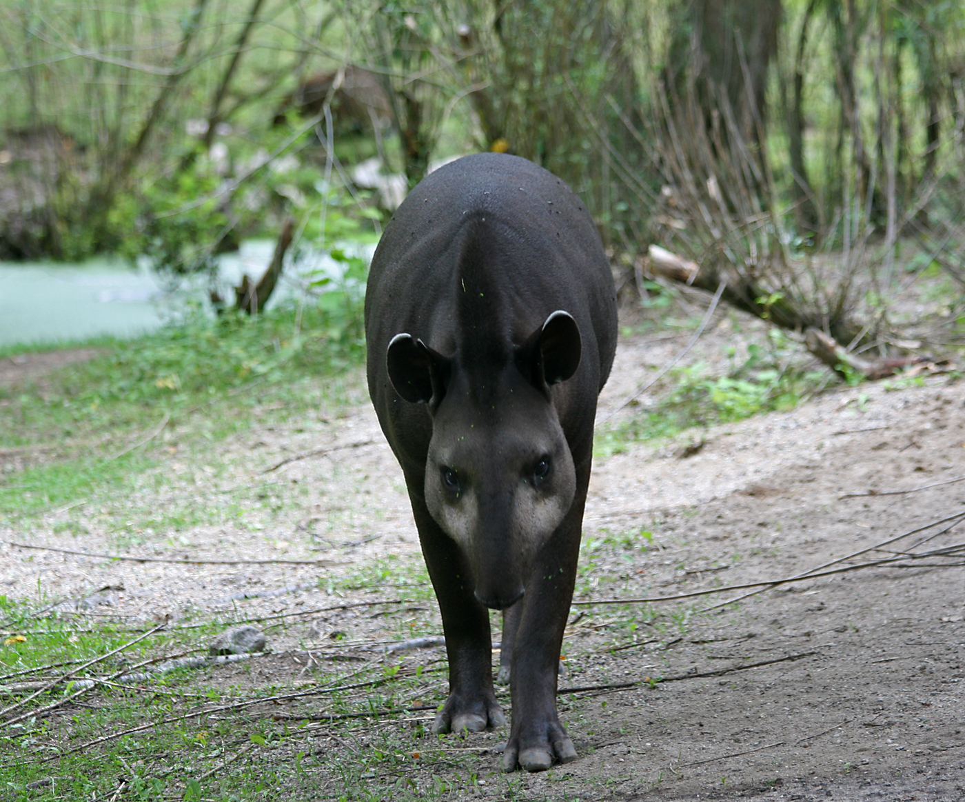 Lowland tapir