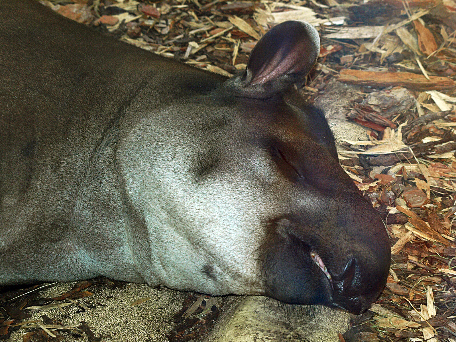 Lowland tapir