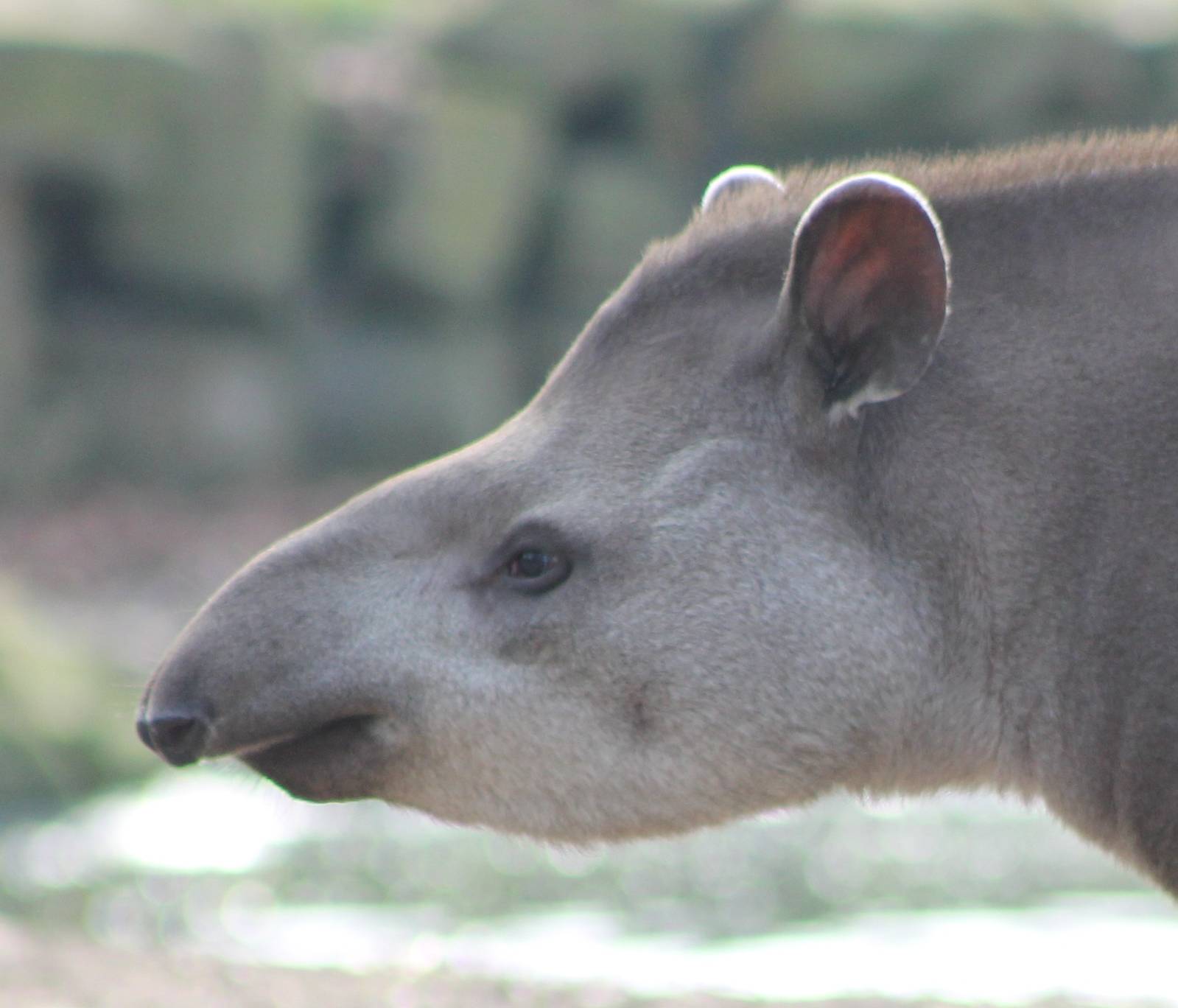 Lowland tapir