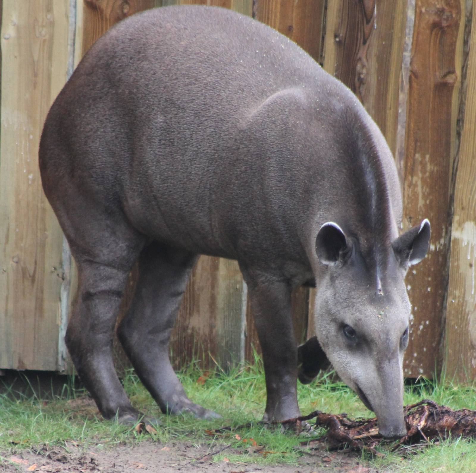 lowland tapir