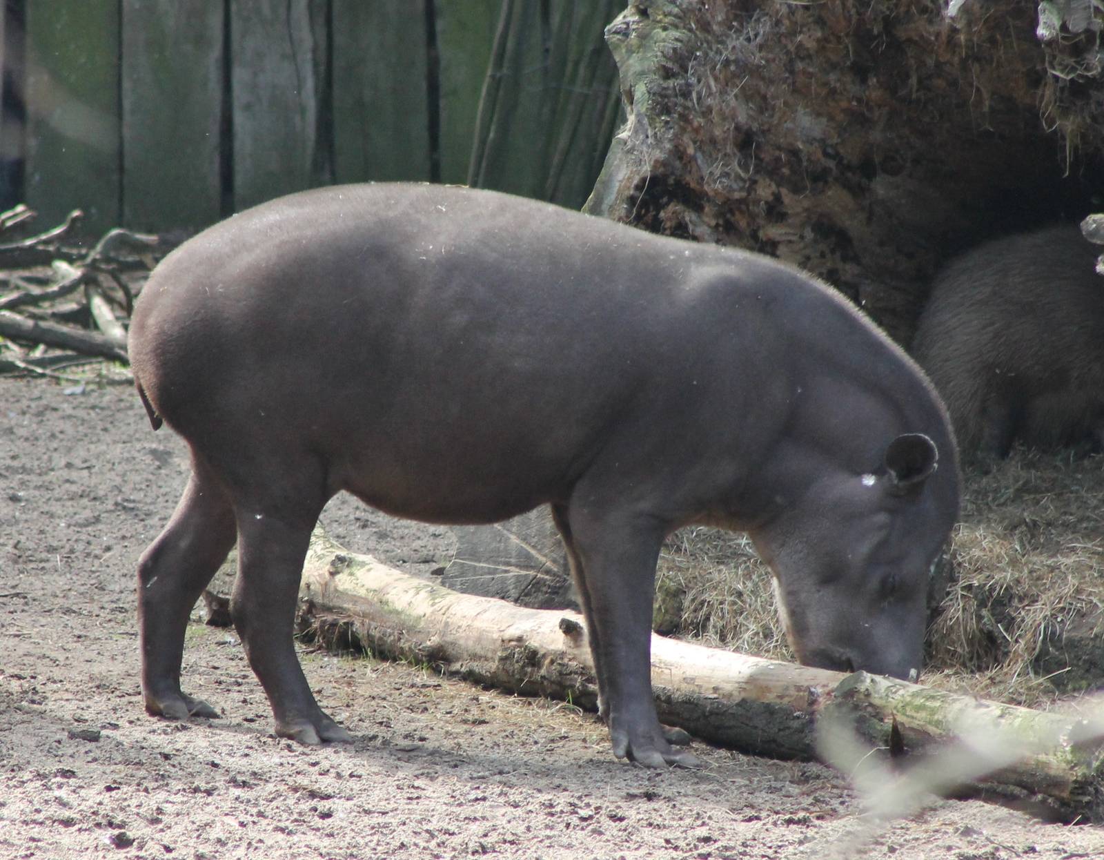 Lowland tapir