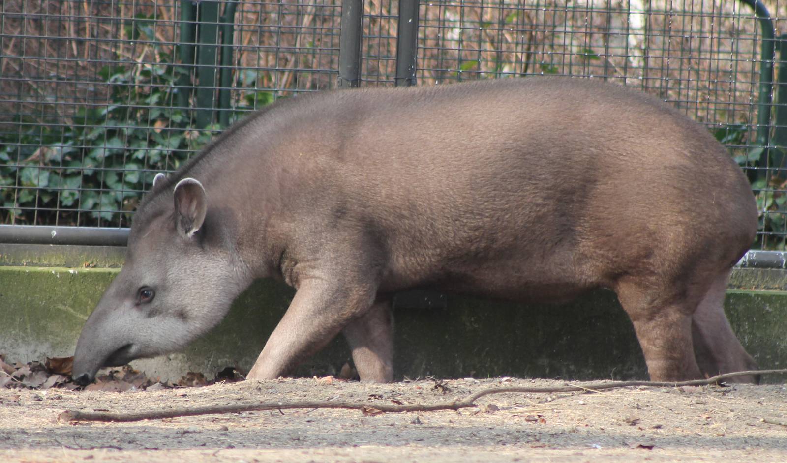 Lowland tapir