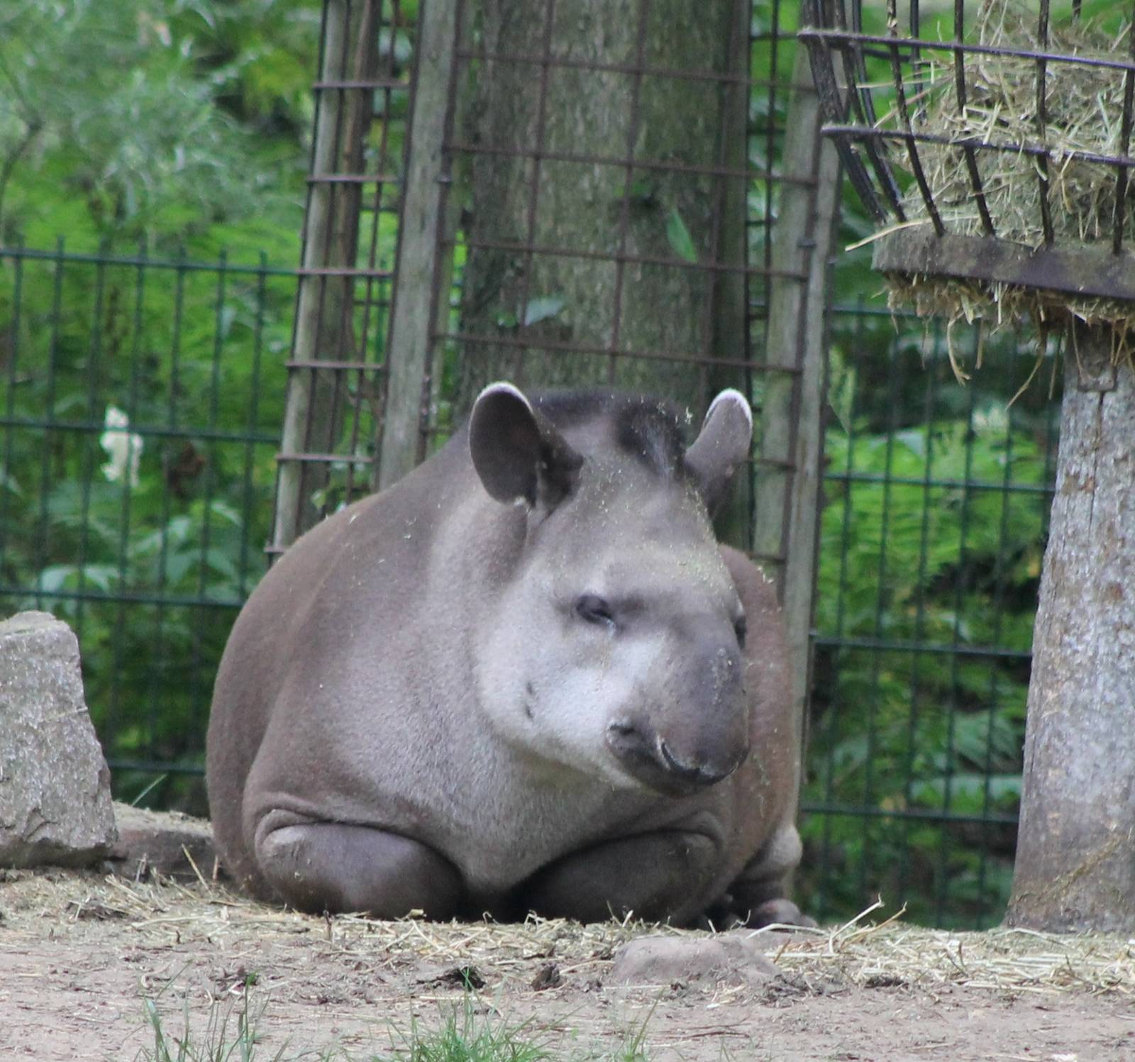 Lowland tapir