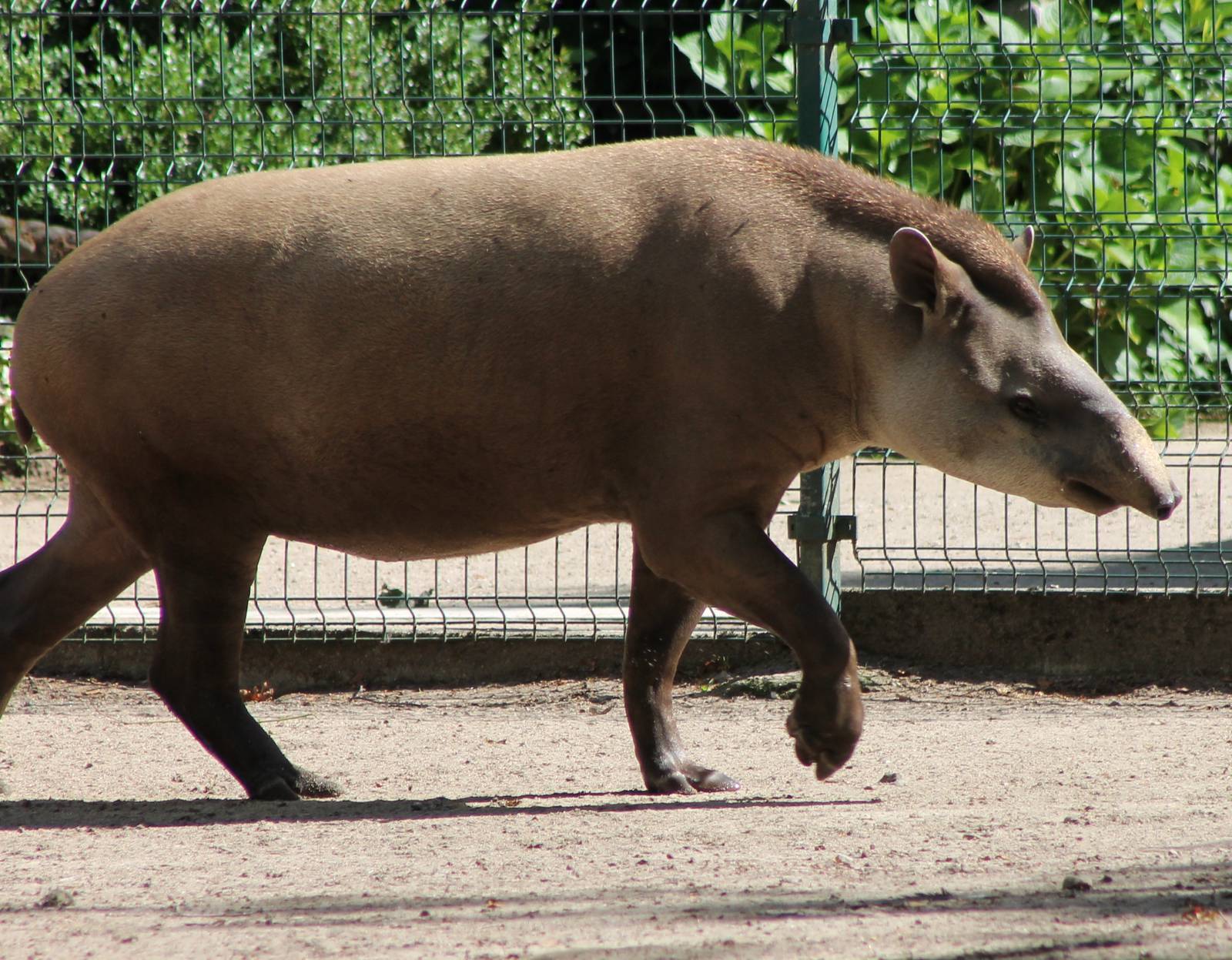Lowland tapir