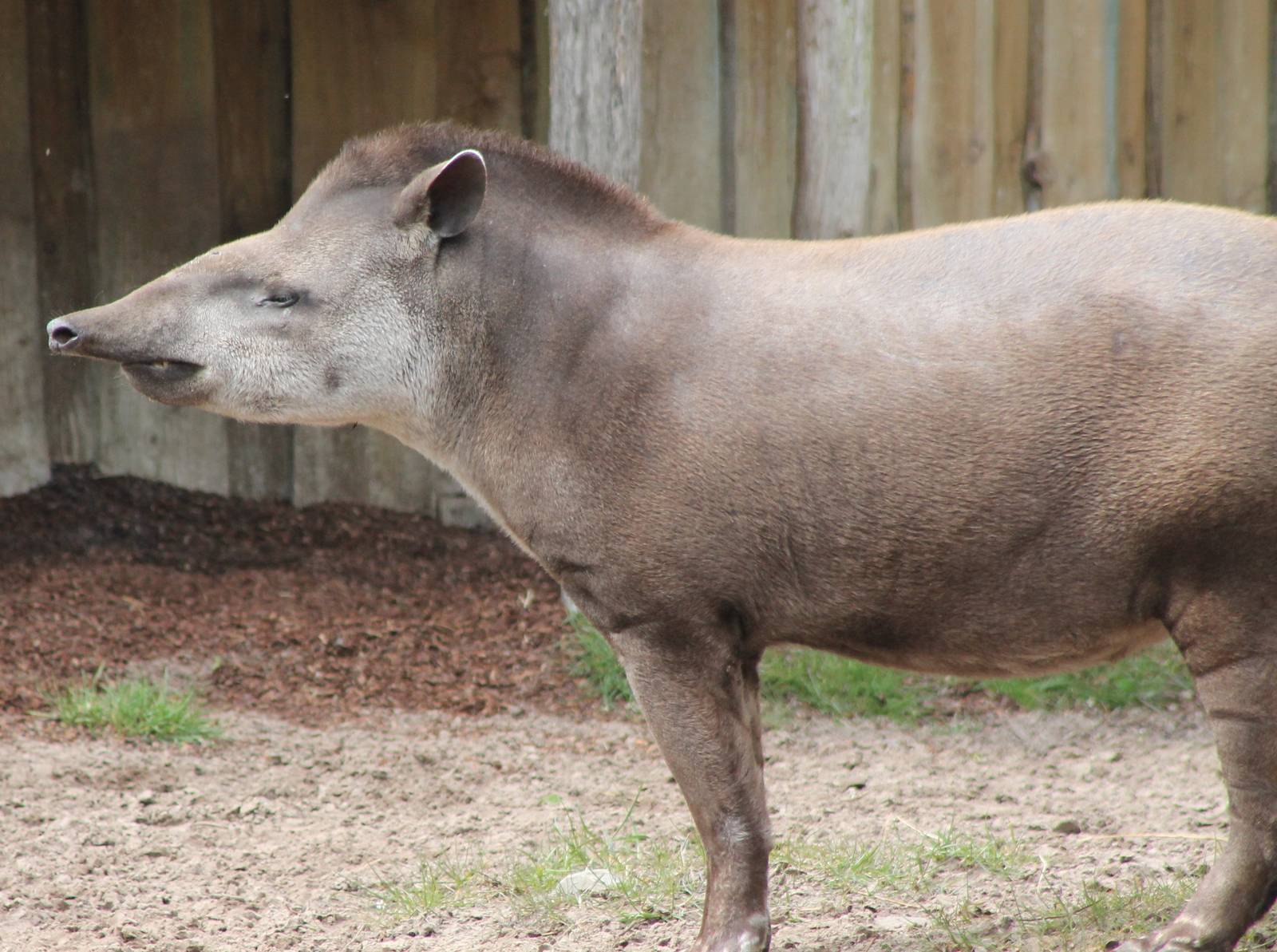 Lowland tapir