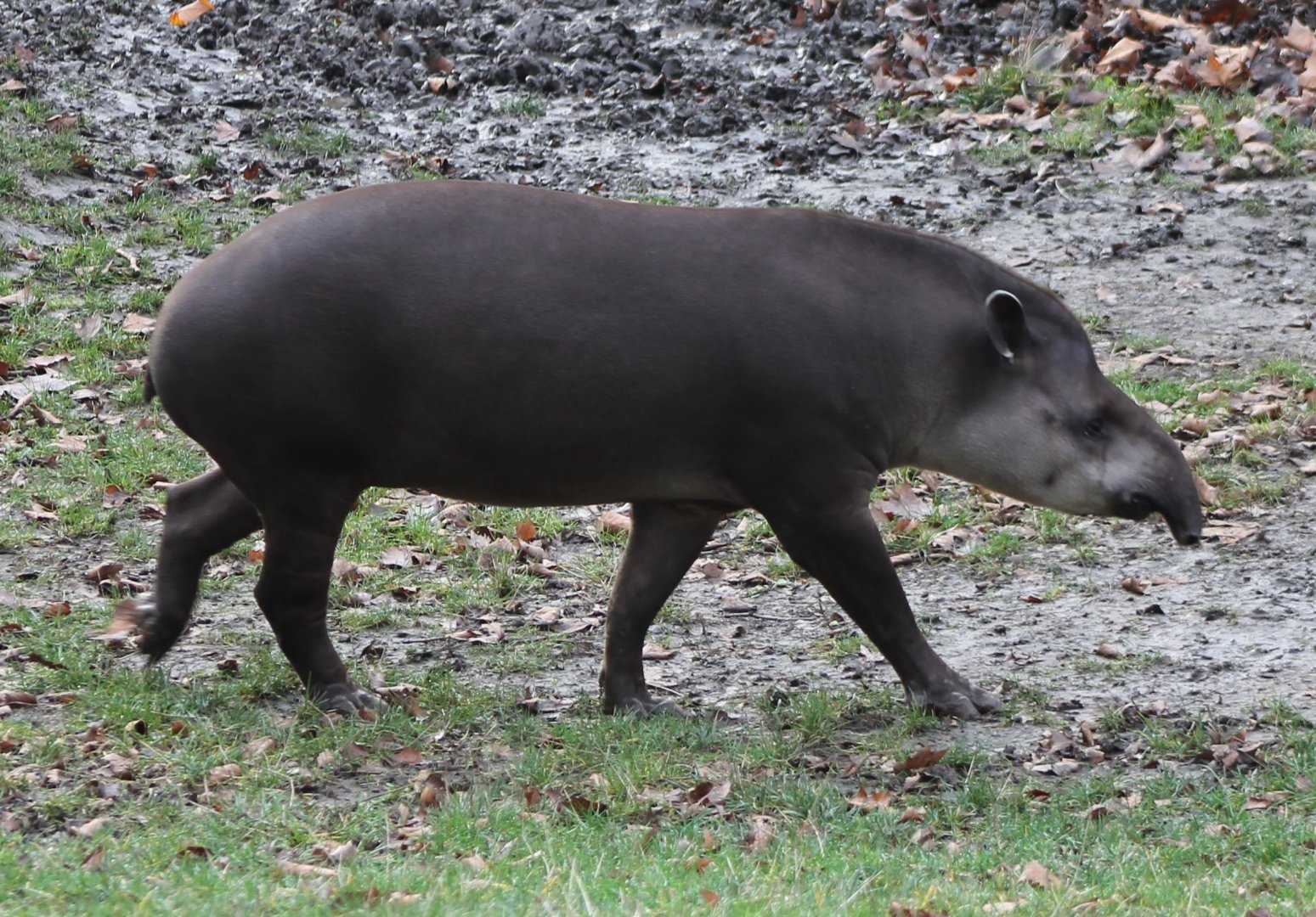 Lowland tapir