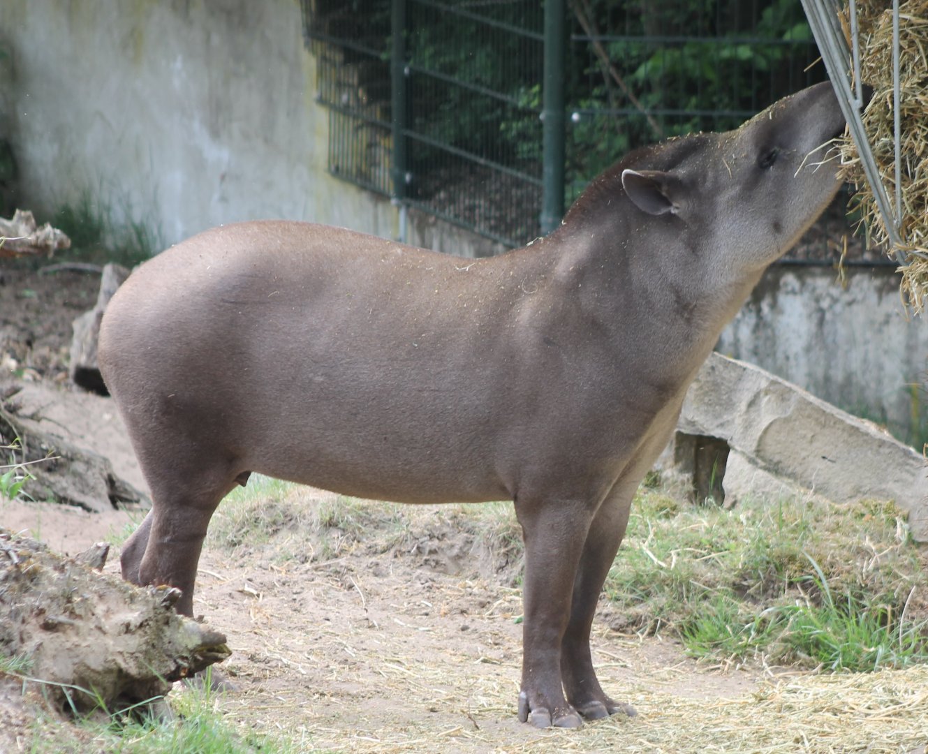 Lowland tapir