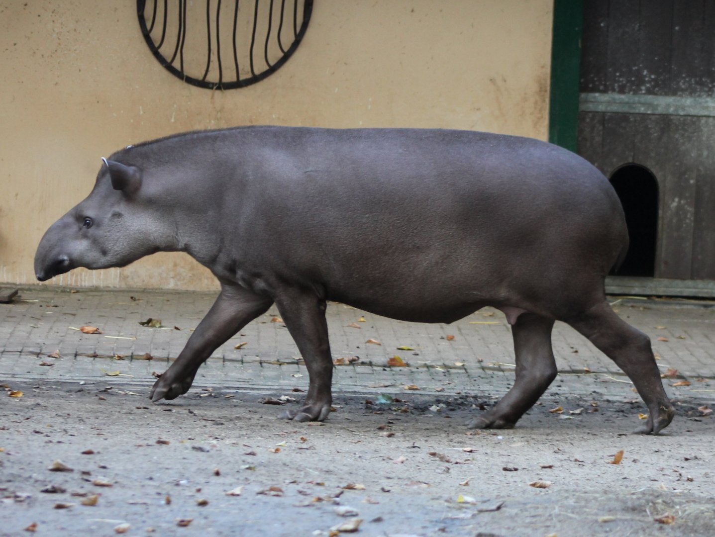 Lowland tapir
