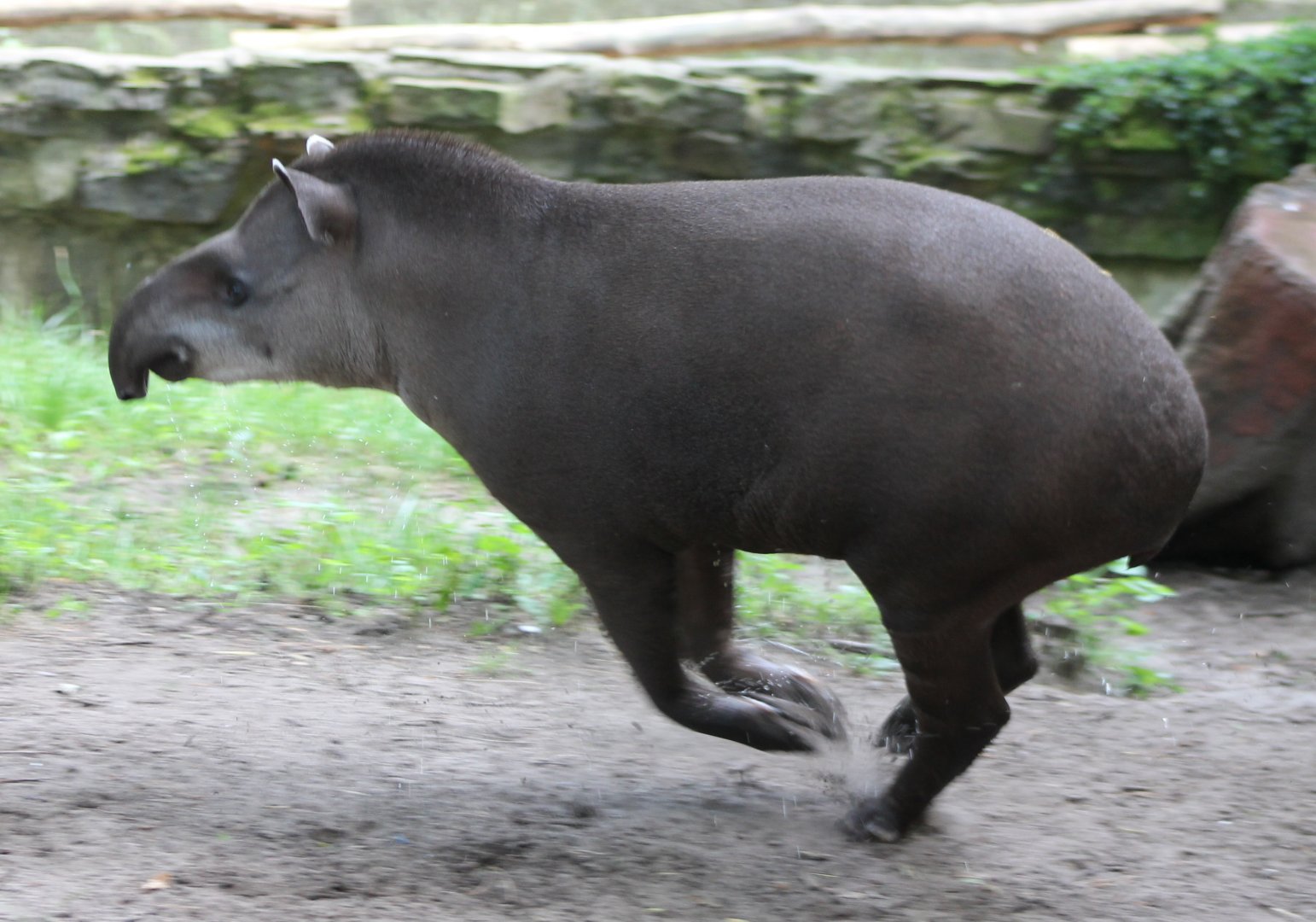 Lowland tapir