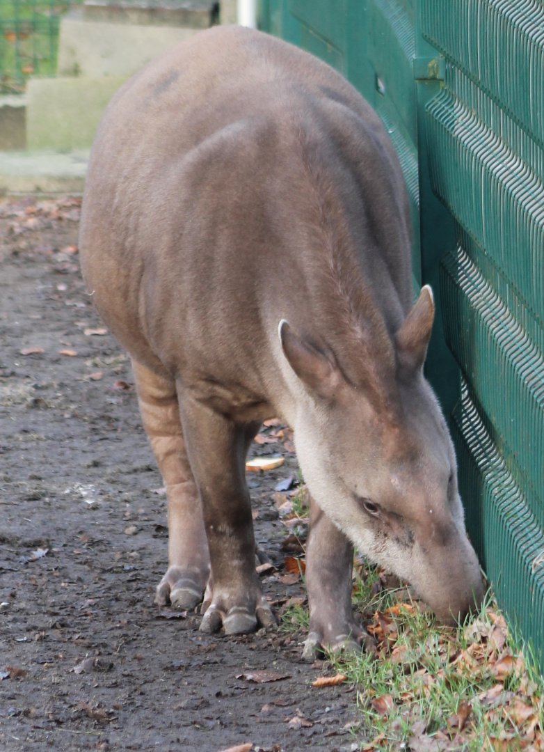 Lowland tapir