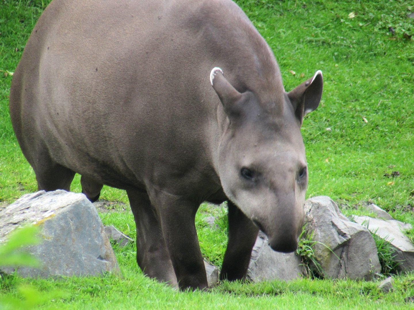 Lowland Tapir