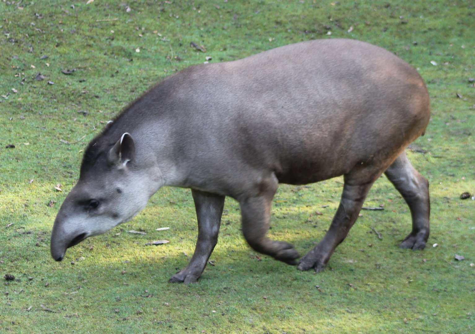 Lowland tapir
