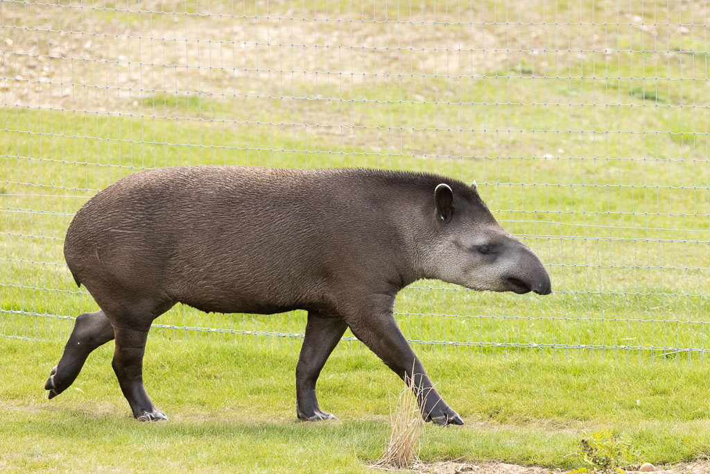 Lowland Tapir