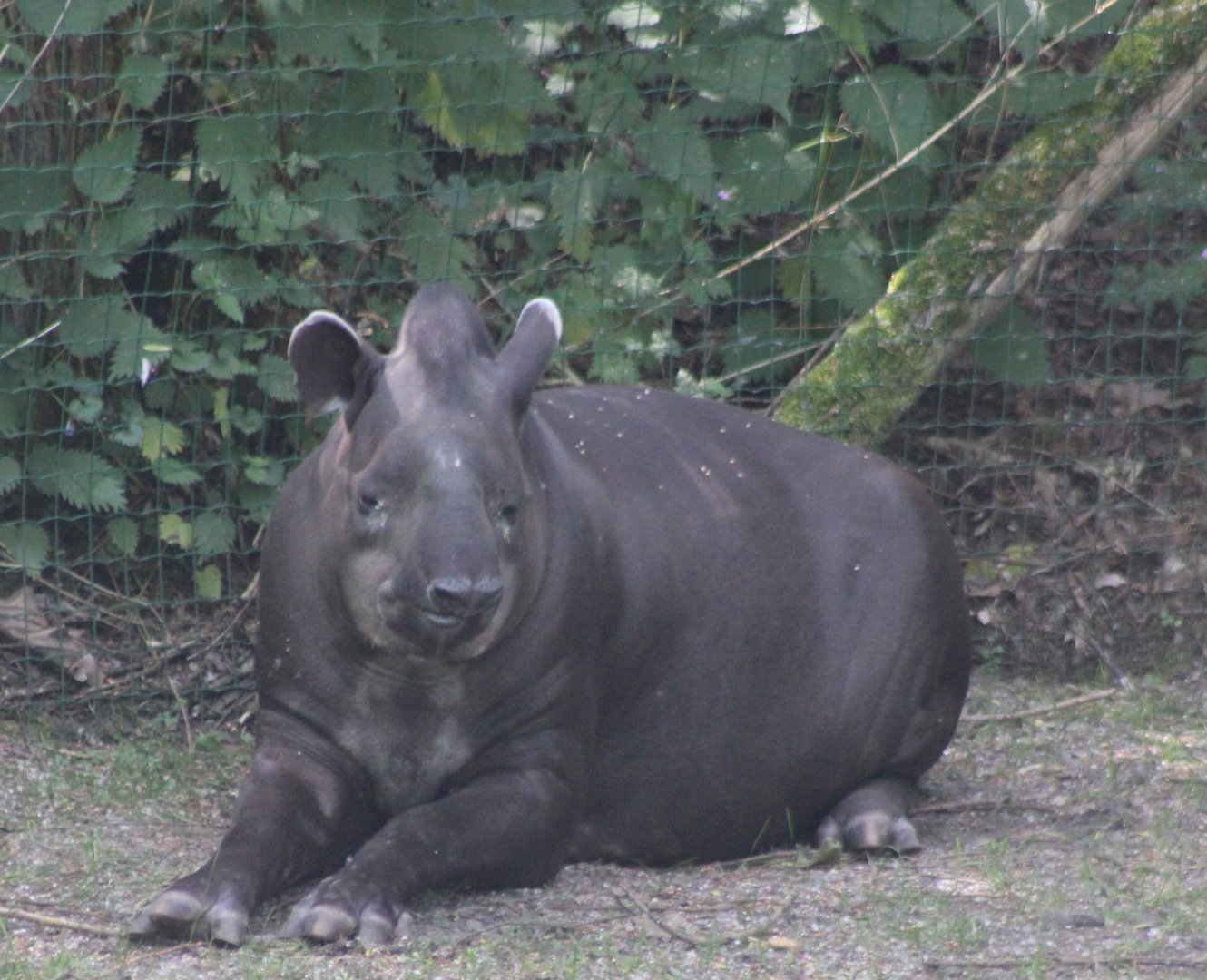Lowland tapir