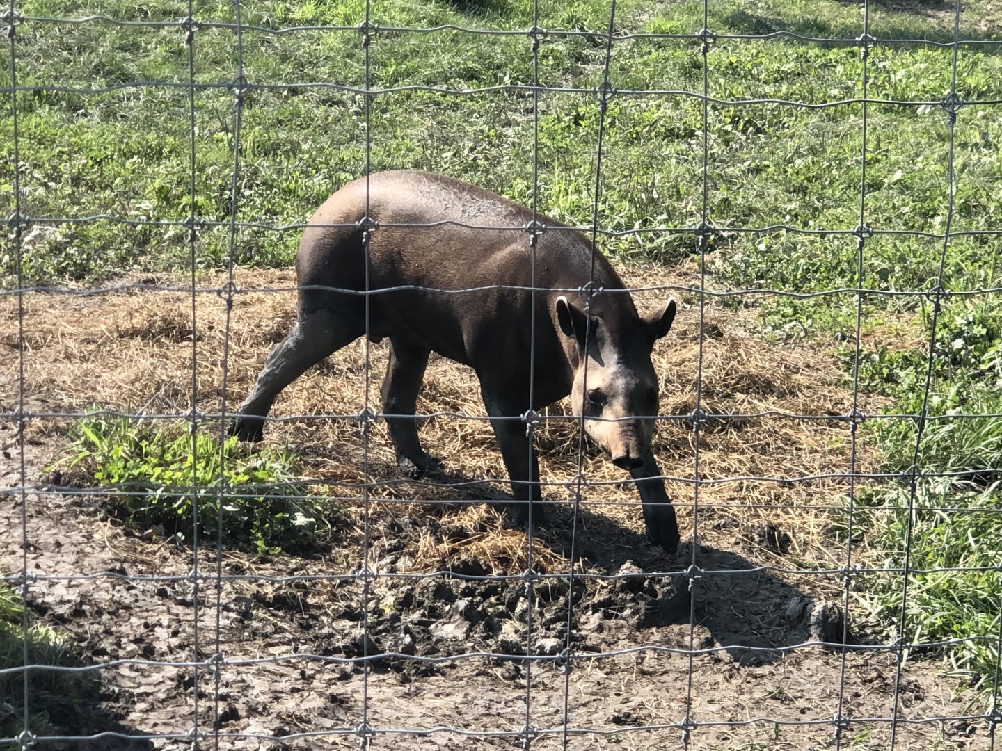 Lowland Tapir