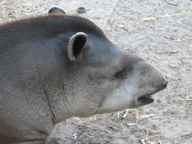 Lowland tapir