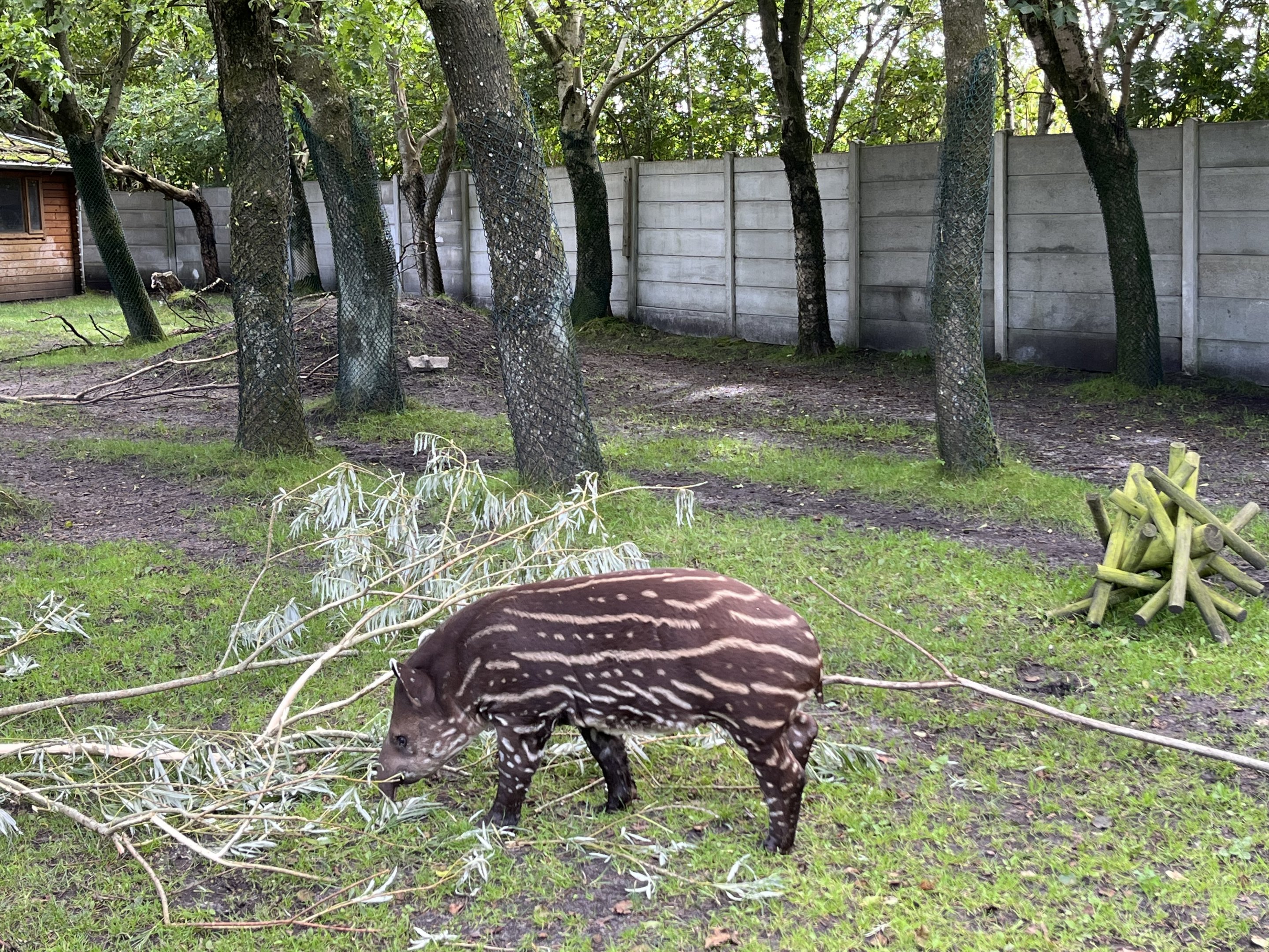 Lowland Tapir