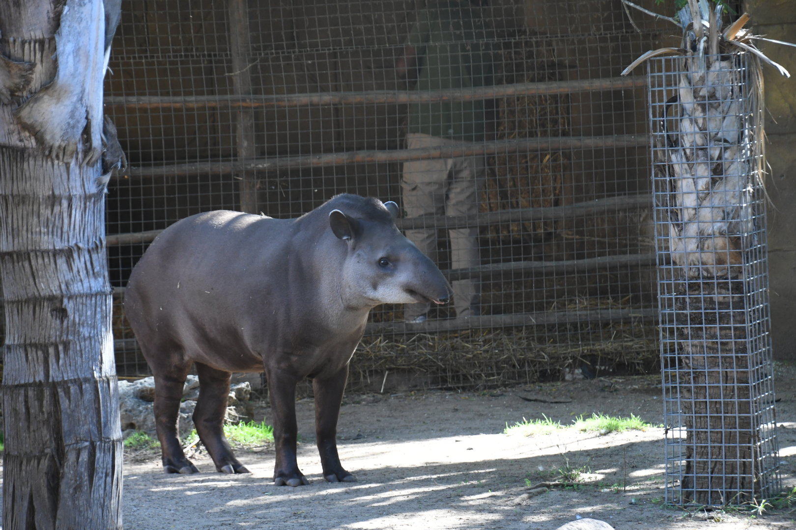 Lowland Tapir