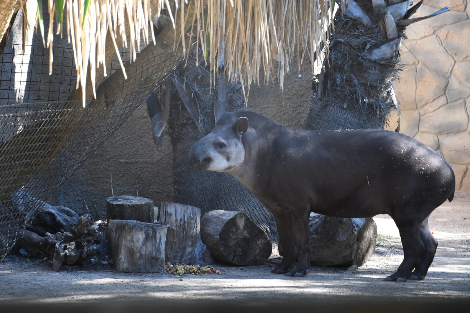 Lowland Tapir