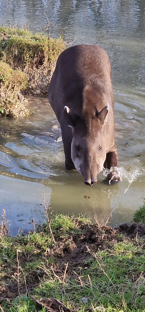 Lowland tapir