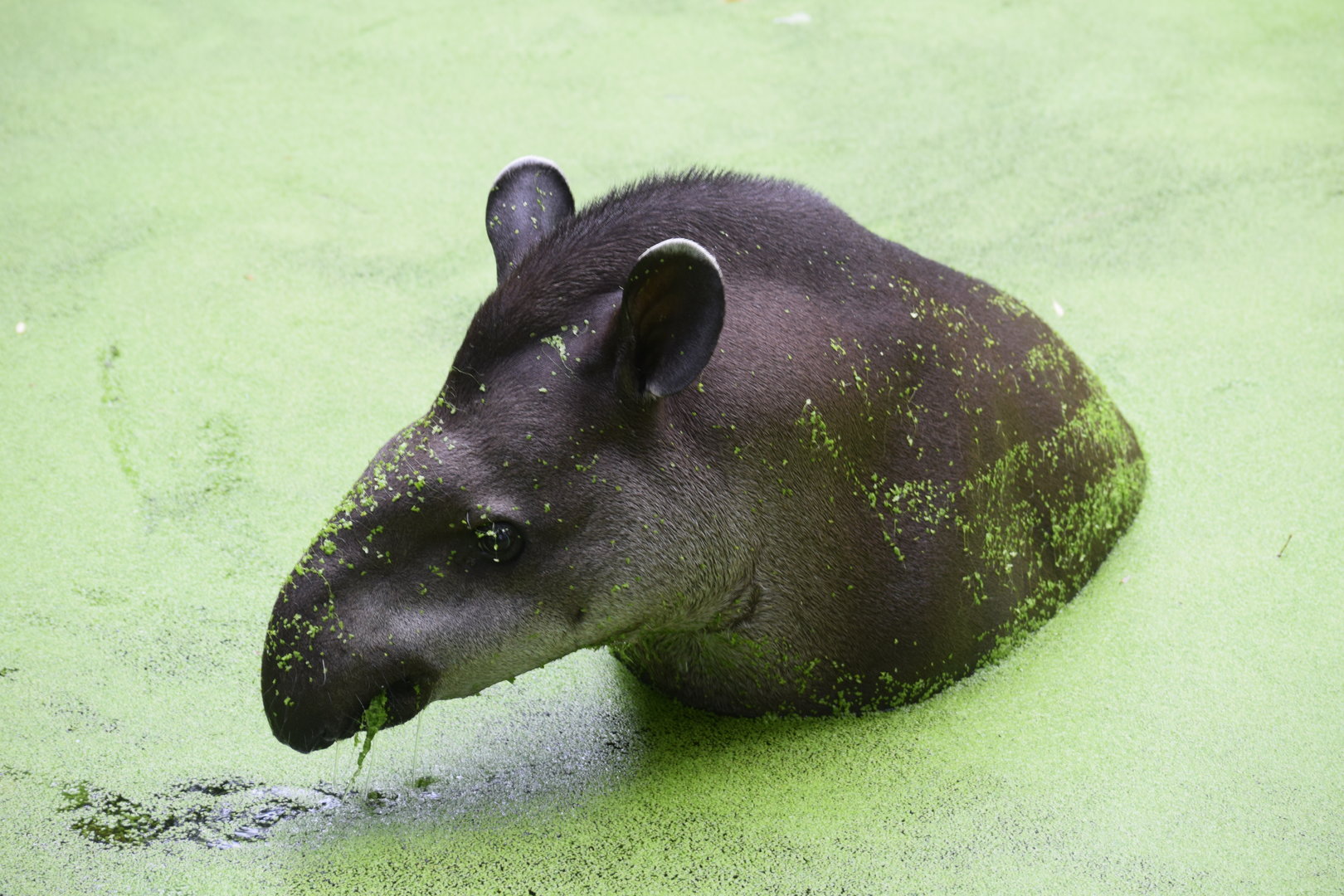 Lowland Tapir