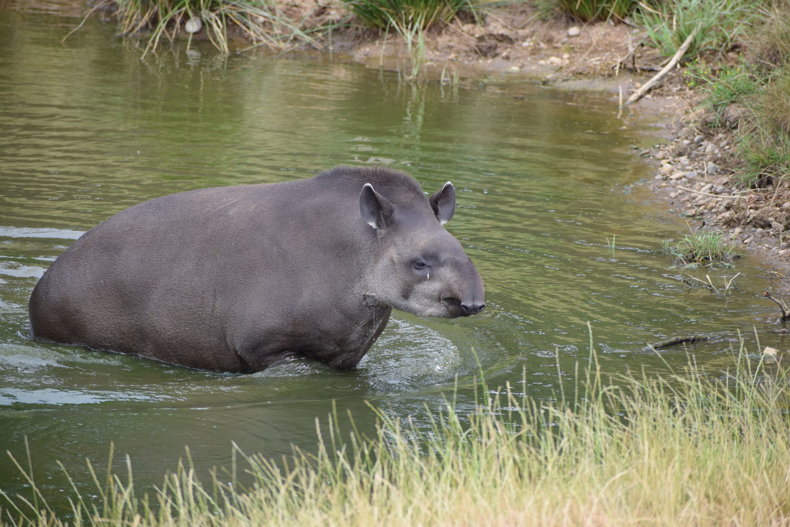 Lowland Tapir