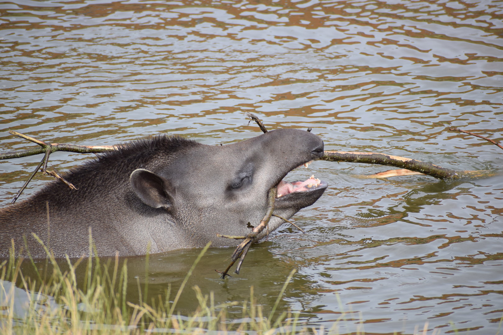 Lowland Tapir