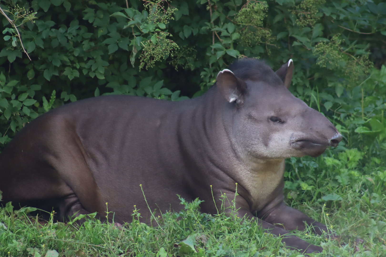 Lowland Tapir