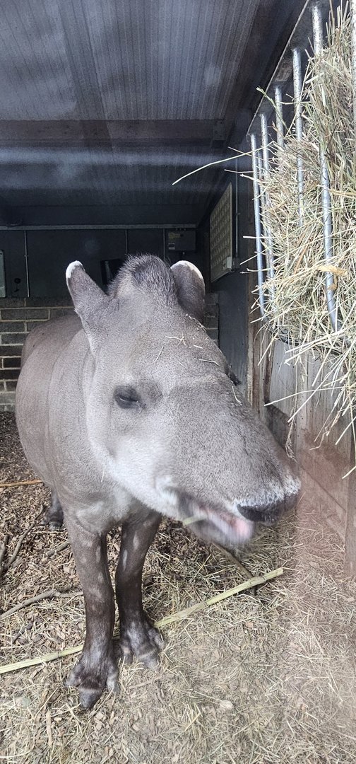 Lowland tapir