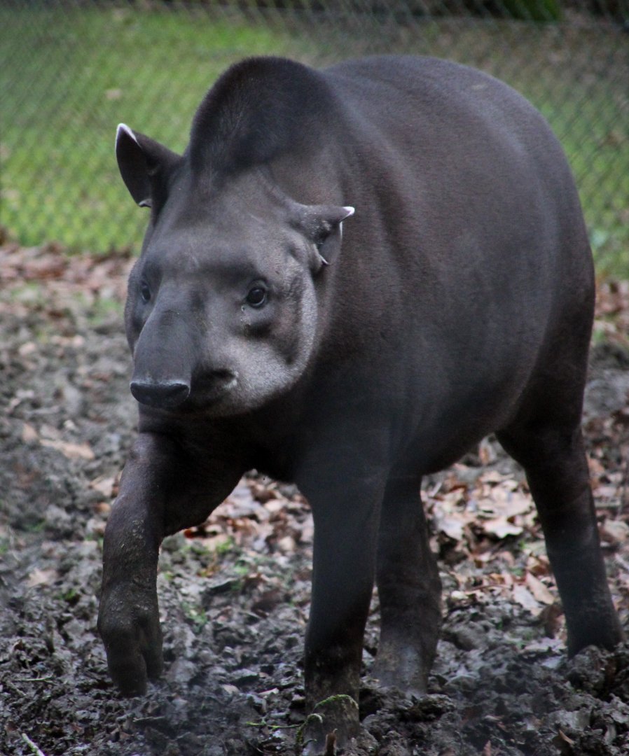 Lowland Tapir