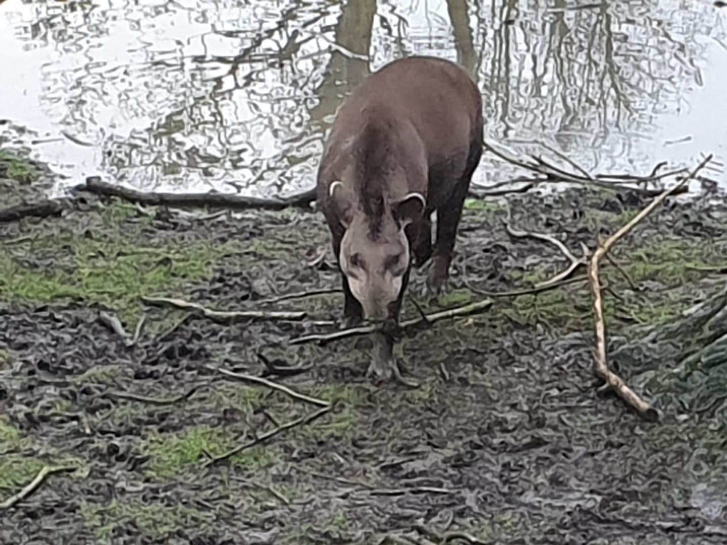 Lowland Tapir