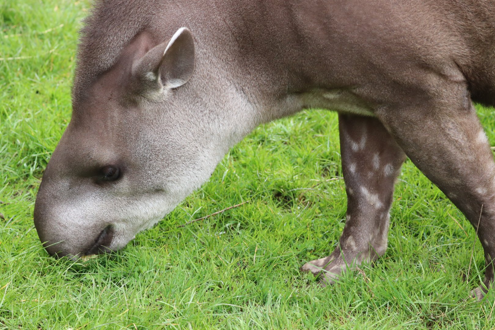 Lowland Tapir
