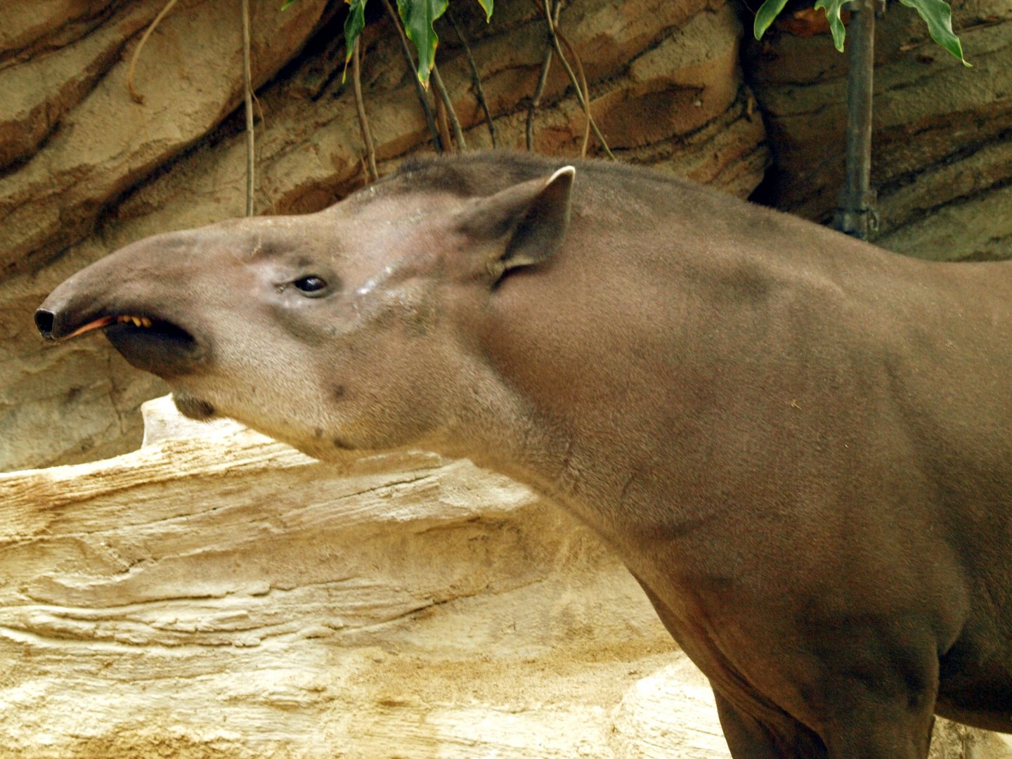 Lowland tapir