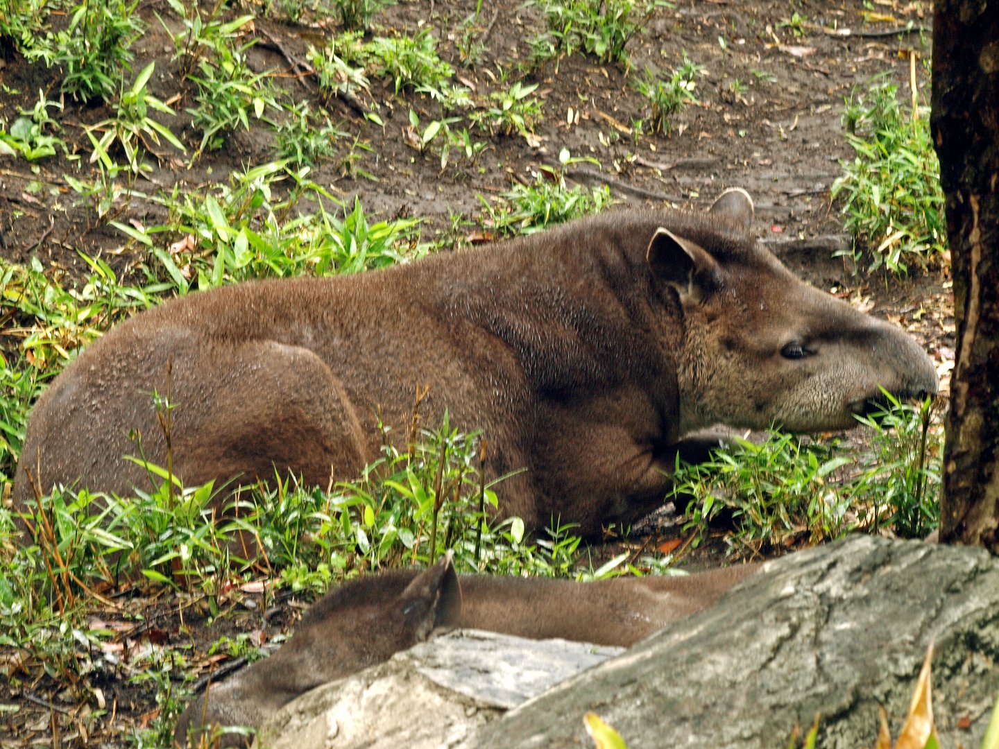 Lowland tapir