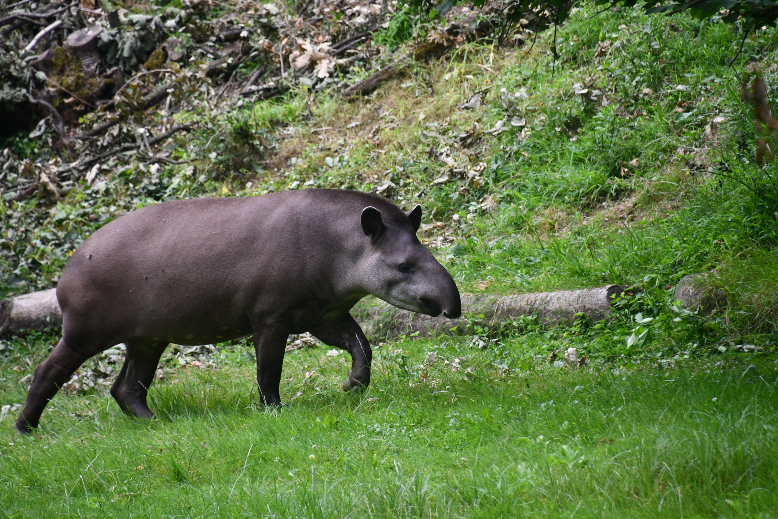Lowland Tapir