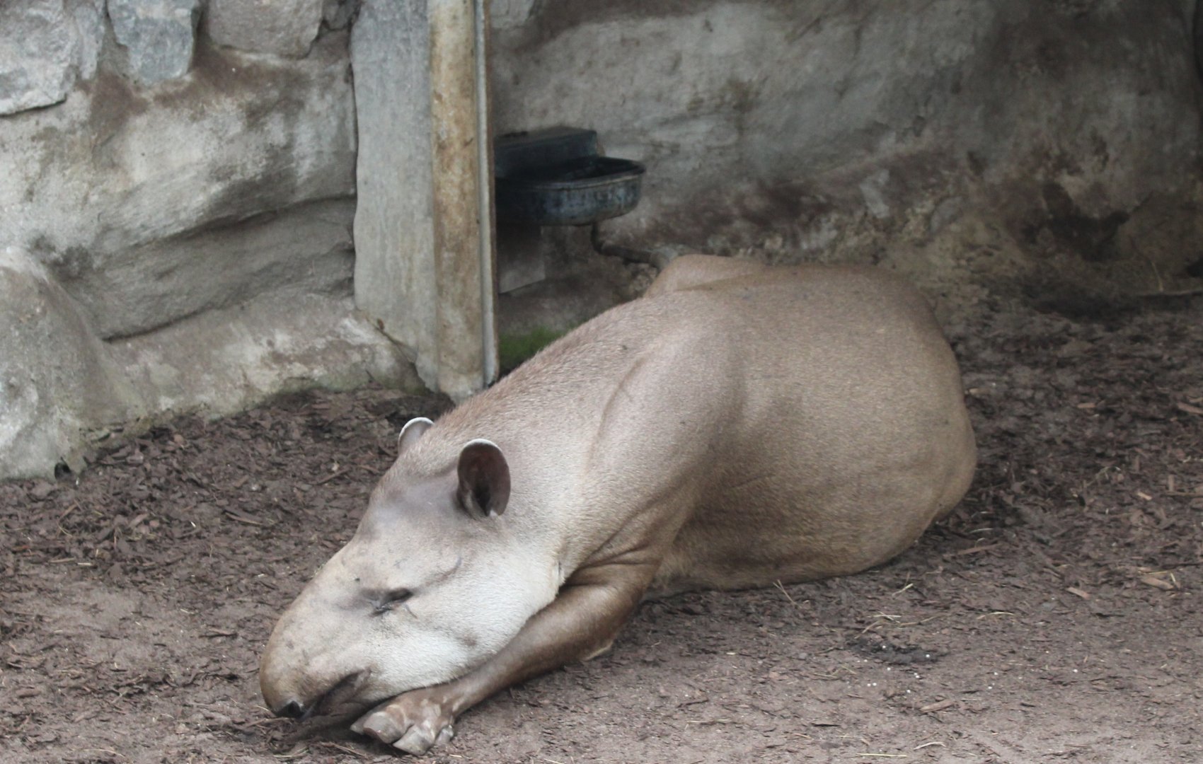 Lowland tapir