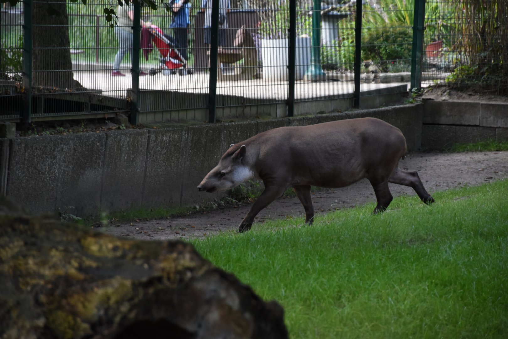 Lowland tapir