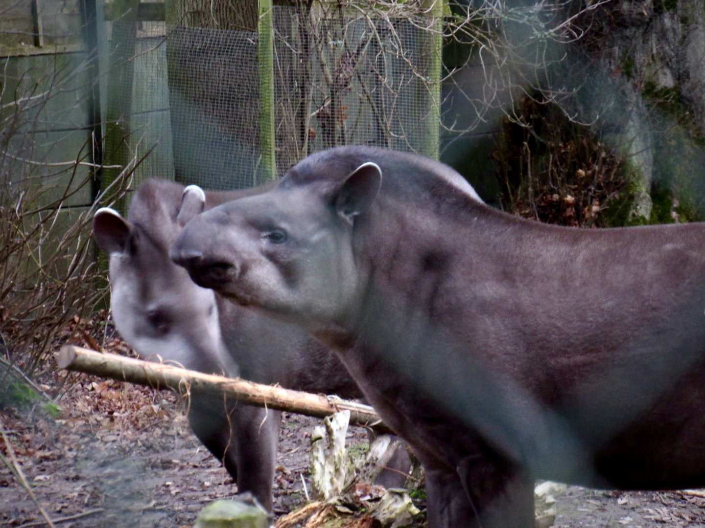 Lowland tapir